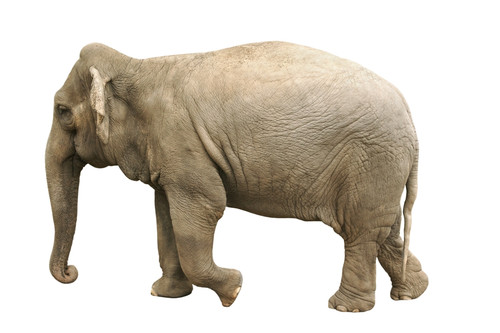 Elephant PosterPrint - Item # VARDPI1767624