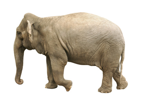 Elephant PosterPrint - Item # VARDPI1767624