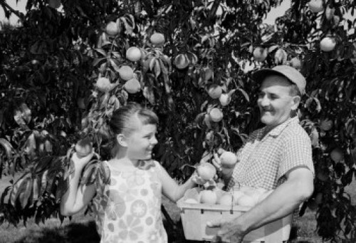 Girl helping grandfather pick up peaches from tree Poster Print - Item # VARSAL255423042