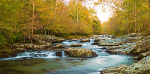 Little Pigeon River flowing through a forest, Greenbrier, Great Smoky Mountains National Park, Tennessee, USA Poster Print - Item # VARPPI167180