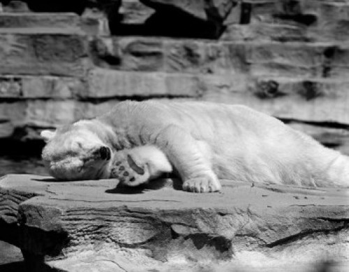 USA  New York State  New York City  Polar bear relaxing at Zoo Poster Print - Item # VARSAL255424164
