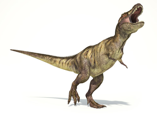 Tyrannosaurus Rex dinosaur on white background with drop shadow Poster Print - Item # VARPSTVET600067P