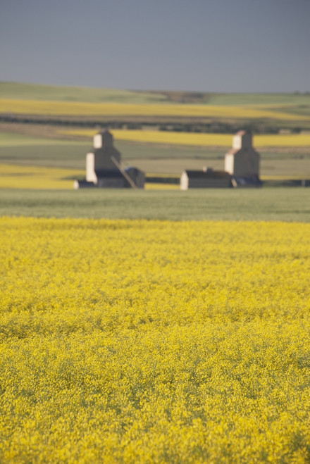 Two Old Wooden Grain Elevators At Sunrise With Flowering Canola Fields In The Foreground And Background; Mosleigh, Alberta, Canada PosterPrint - Item # VARDPI1998503