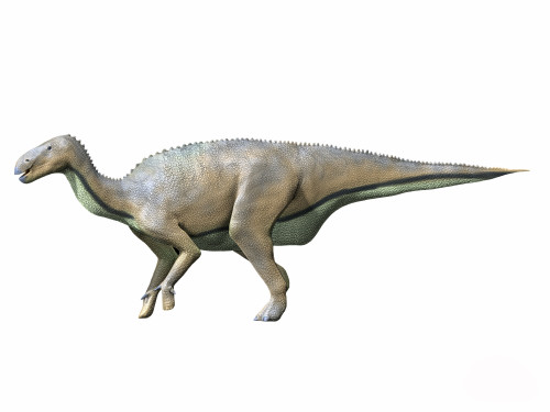 Delapparentia turolensis, Early Cretaceous of Spain Poster Print - Item # VARPSTNBT600023P