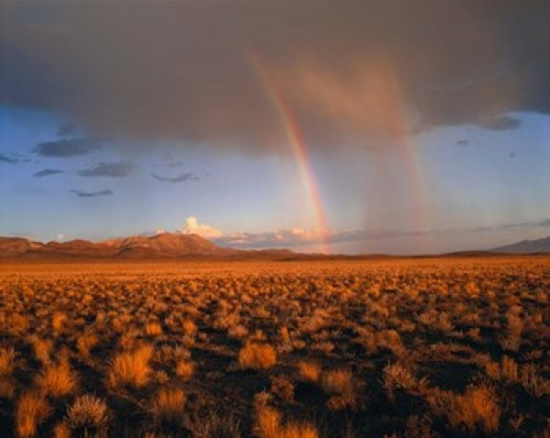 Nevada Desert Rainbow Poster Print by Panoramic Images (16 x 12) - Item # PPI89296