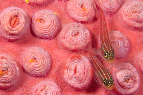 Indonesia, Striped Triplefin (Helcogramma Striatum) On Pink Tubastraea Coral. PosterPrint - Item # VARDPI1989845