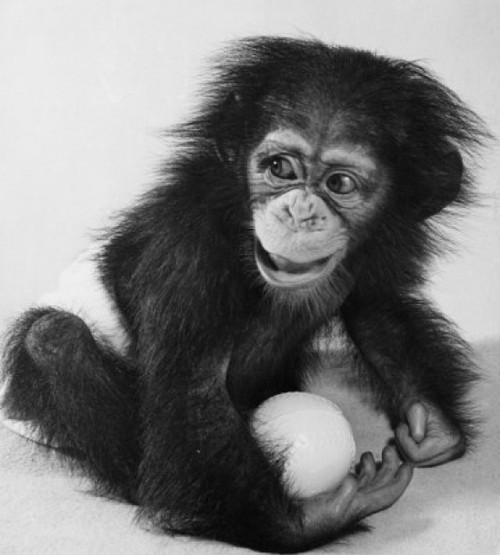 Close-up of a young chimpanzee holding a ball Poster Print - Item # VARSAL9901557