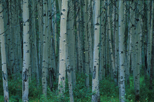 Aspen Trees In Jasper Forest PosterPrint - Item # VARDPI4510