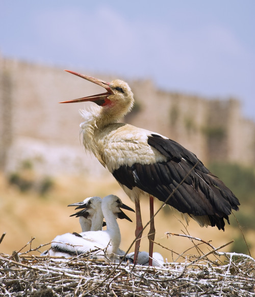 White Stork (Ciconia Ciconia), Turkey PosterPrint - Item # VARDPI1846245