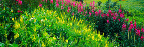 Flowers in bloom, Alaska, USA Poster Print - Item # VARPPI73132