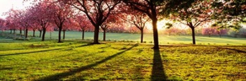 Cherry Blossoms in a Park  England Poster Print by Panoramic Images (36 x 12) - Item # PPI126452