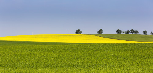 A flowering canola field framed by green fields with trees and blue sky; Acme, Alberta, Canada PosterPrint - Item # VARDPI12285326