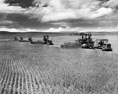 Farmers harvesting a wheat crop with a combine in a field Poster Print - Item # VARSAL2554619