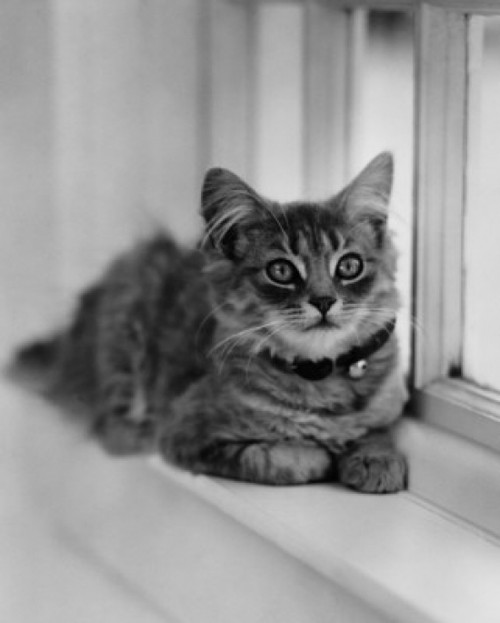 Cat lying on a windowsill Poster Print - Item # VARSAL25530120