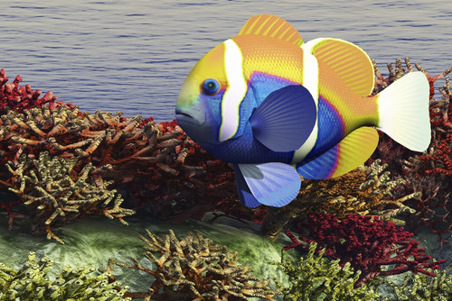 A colorful clownfish swims among the corals of an ocean reef Poster Print - Item # VARPSTCFR300036U