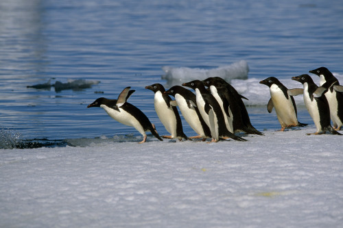 Adelie Penguins Jump From Iceberg Paulet Is Antarctic Summer PosterPrint - Item # VARDPI2164531
