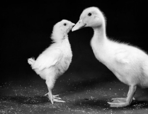 Young chick and duckling Poster Print - Item # VARSAL25529793