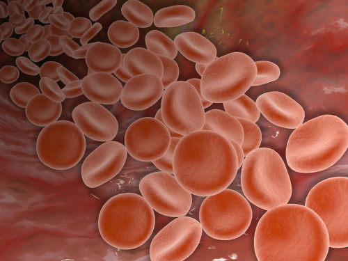 Inside view of the artery with red blood cells Poster Print - Item # VARPSTSTK700126H