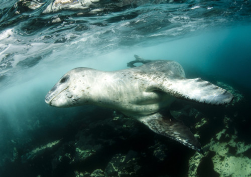 A close encounter with a leopard seal, Astrolabe Island, Antarctica Poster Print - Item # VARPSTSJN400596U