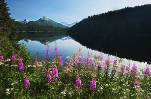 Scenic View Of Auke Lake On A Clear Day With Fireweed In The Foreground, Near Juneau, Southeast Alaska, Summer PosterPrint - Item # VARDPI2112298