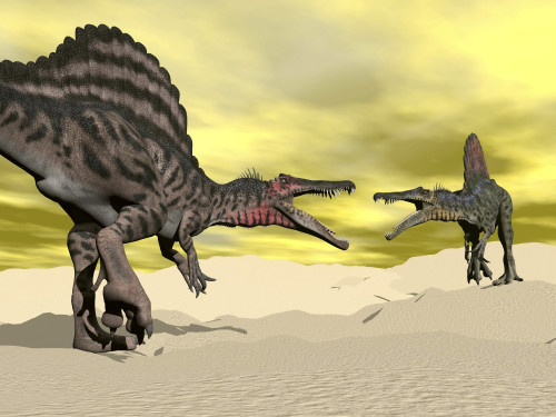 Two Spinosaurus dinosaur fighting in the desert Poster Print - Item # VARPSTEDV600091P