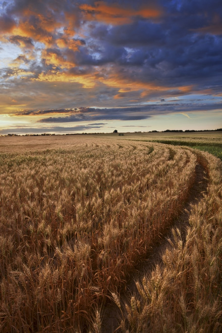 Sunrise Over A Barley Field On A Farm In Central Alberta PosterPrint - Item # VARDPI2044262