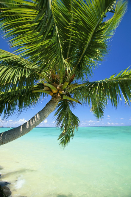 Beautiful View Of Clear Water, Palm Tree, Deep Blue Sky PosterPrint - Item # VARDPI1999759