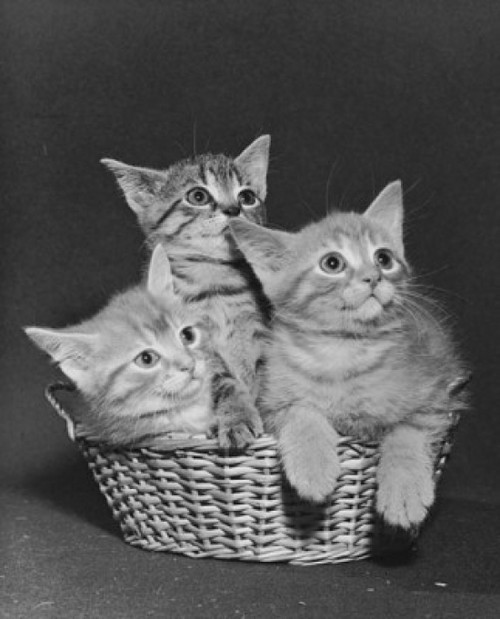 Three kittens in a basket Poster Print - Item # VARSAL25530097