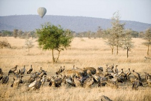 Spotted hyenas (crocuta crocuta) and vultures squabbling over dead Hippopotamus (Hippopotamus amphibius)  Serengeti  Tanzania Poster Print by Panoramic Images (36 x 24) - Item # PPI119617