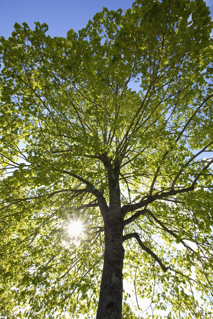 Oregon, United States Of America; Sunlight Shining Through A Tree PosterPrint - Item # VARDPI1876736