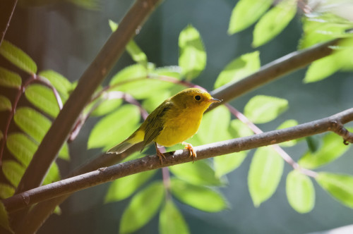 Female Wilson's Warbler (Wilsonia Pusilla) Perched On Mountain Ash Branch, Fairbanks, Alaska, Summer PosterPrint
