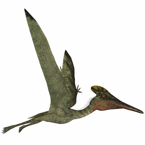 Pterodactylus was a flying carnivorous reptile that lived during the Jurassic Period of Bavaria, Germany Poster Print - Item # VARPSTCFR200502P
