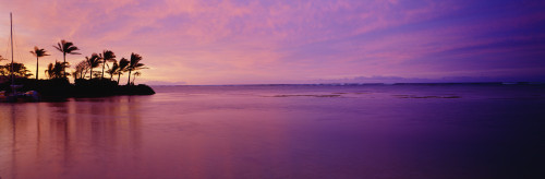 Beautiful Pink Sunset Over The Ocean, Palm Trees Along The Coastline PosterPrint - Item # VARDPI1995073