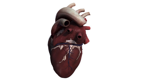 Three dimensional view of human heart, right side Poster Print