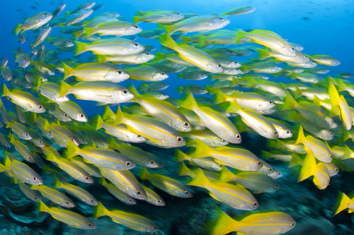 Schooling brownstripe snapper, Raja Ampat, West Papua, Indonesia Poster Print - Item # VARPSTSJN400527U