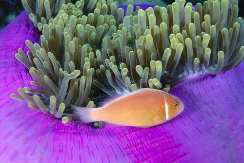 Micronesia, Close-Up Of Pink Anemonefish With Anemone (Amphiprion Peraderaion) PosterPrint - Item # VARDPI2003338
