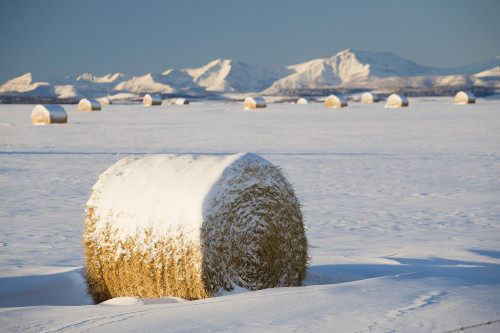 Snow-Covered Hay Bales; Okotoks, Alberta, Canada PosterPrint - Item # VARDPI1925037