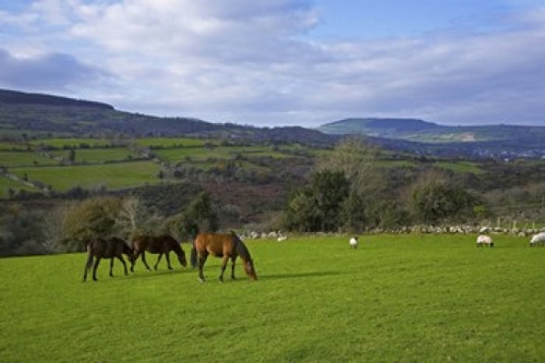 Horses and Sheep in the Barrow Valley  Near St Mullins  County Carlow  Ireland Poster Print by Panoramic Images (24 x 16) - Item # PPI113839