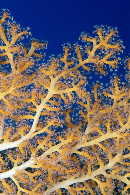 Fiji, Close-Up Of Soft Coral Showing Polyps Feeding (Siphonogorgia Sp?) PosterPrint - Item # VARDPI2003328