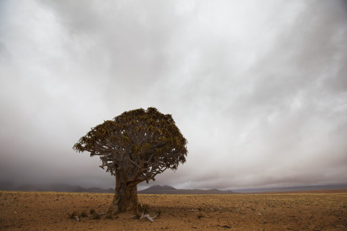 Lonely Quiver Tree In Cloudy Desert; Namibia PosterPrint - Item # VARDPI2342316