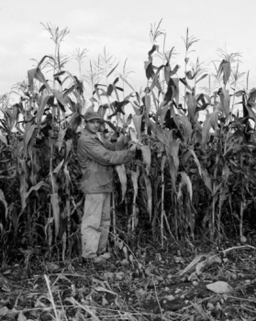 Farmer on corn field Poster Print