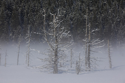 View Of Hoarfrosted Saltwater-Killed Trees On A Foggy Morning Along The Seward Highway Near Portage, Southcentral Alaska, Winter PosterPrint