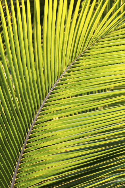 Close up of a palm tree branch glowing from the sunlight; Akumal, Quintana Roo, Mexico PosterPrint - Item # VARDPI12269304