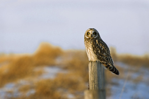 Short-Eared Owl, Alberta, Canada PosterPrint - Item # VARDPI1830276