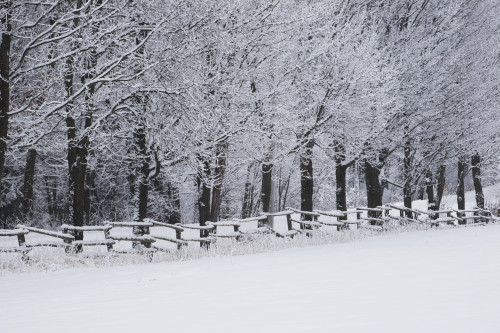 Snow covered trees along a fence and field in winter; Bromont, Quebec, Canada PosterPrint - Item # VARDPI12268165