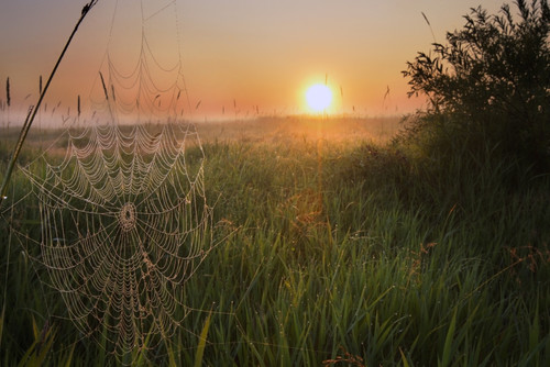 Sunrise On A Dew-Covered Cattle Pasture With Spider Web In Central Alberta PosterPrint - Item # VARDPI2044271