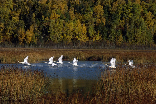 Trumpeter Swans In Flight Over Potter Marsh In Southcentral, Alaska During Fall PosterPrint - Item # VARDPI2149900