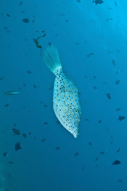 Scribbled filefish, Ari and Male Atoll, Maldives Poster Print - Item # VARPSTMME400185U