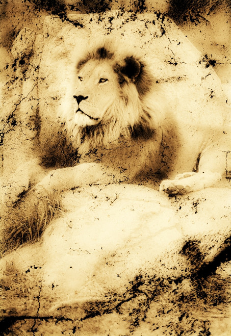 Old Photograph Of A Lion On A Rock PosterPrint