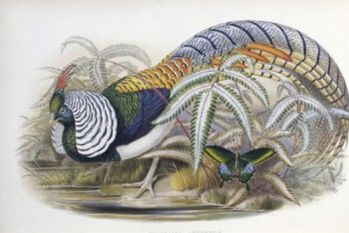 Lady Amherst's Pheasant   John Gould Poster Print - Item # VARSAL900139697